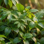 Close detail of native island foliage in warm afternoon light