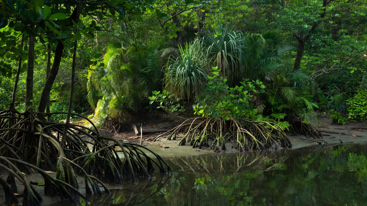 Mangrove roots and dense island vegetation along a sheltered shoreline